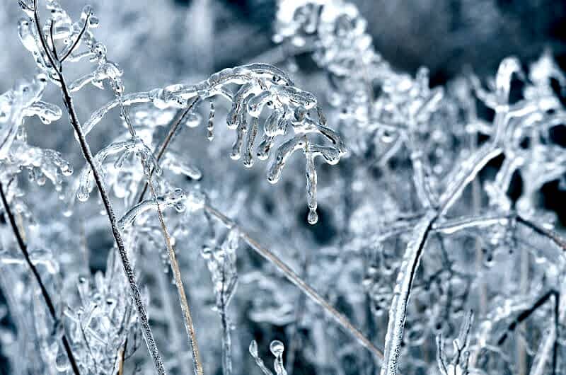 plants outside a houston home covered in ice after a winter storm